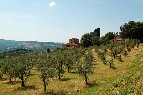 Casolare toscano tra i filari di ulivi