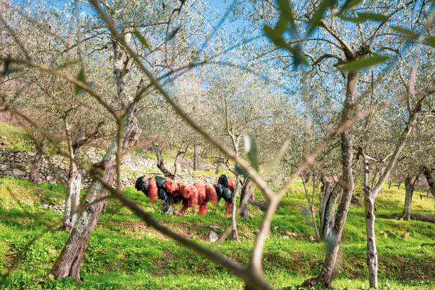 Uliveto della campagna toscana