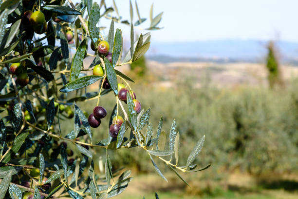 Olive mature su un ramo, tradizione olearia di Calci