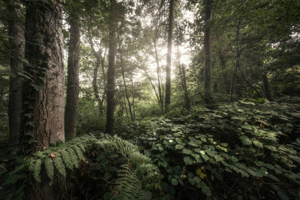 Bosco di vegetazione mediterranea sul Monte Serra